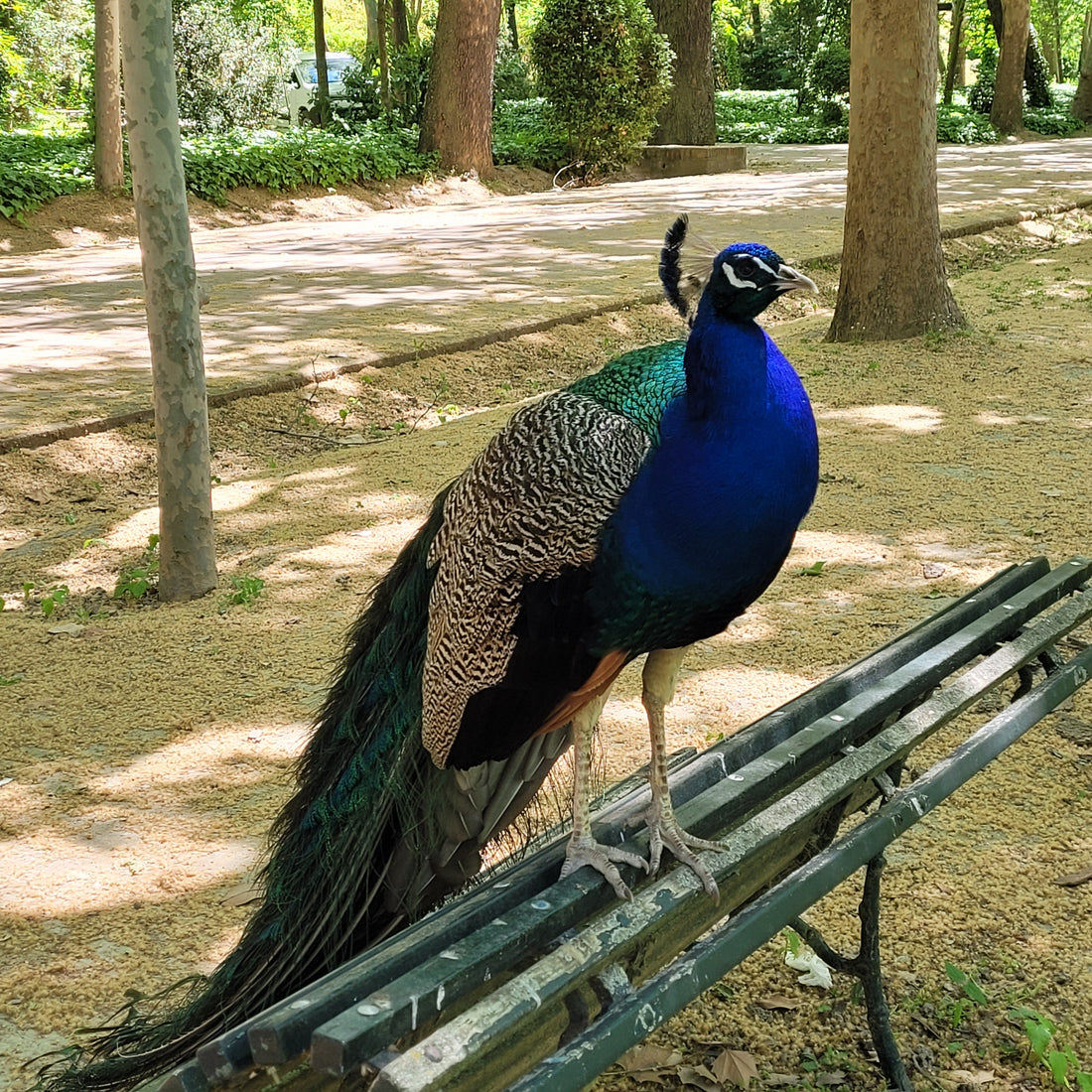 Calcetines tobilleros altos azul pavo real.